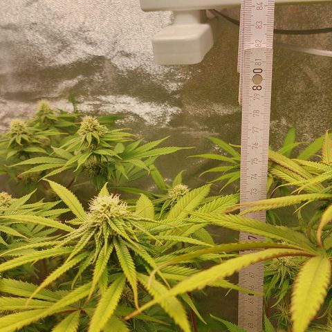 LCGelato - BlueberryOG growlog photo: Day 25