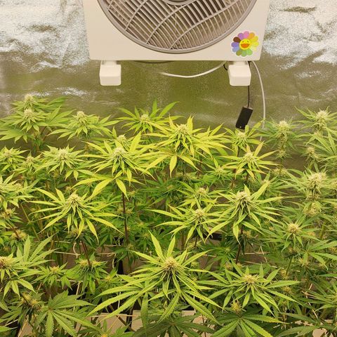 LCGelato - BlueberryOG growlog photo: Day 25