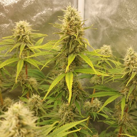 LCGelato - BlueberryOG growlog photo: Day 41