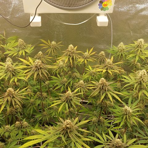 LCGelato - BlueberryOG growlog photo: Day 41