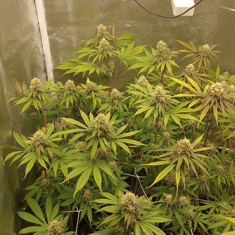 LCGelato - BlueberryOG growlog photo: Day 41