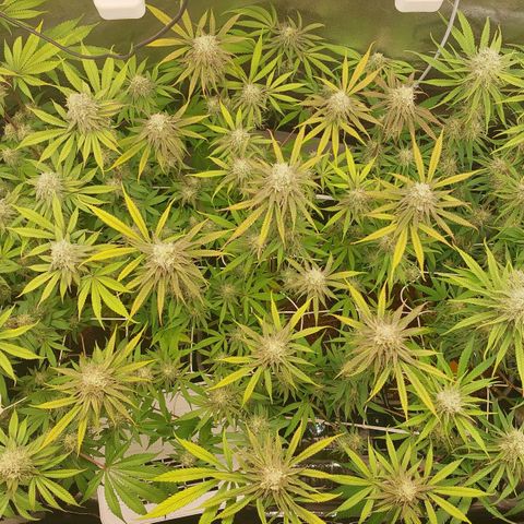LCGelato - BlueberryOG growlog photo: Day 41