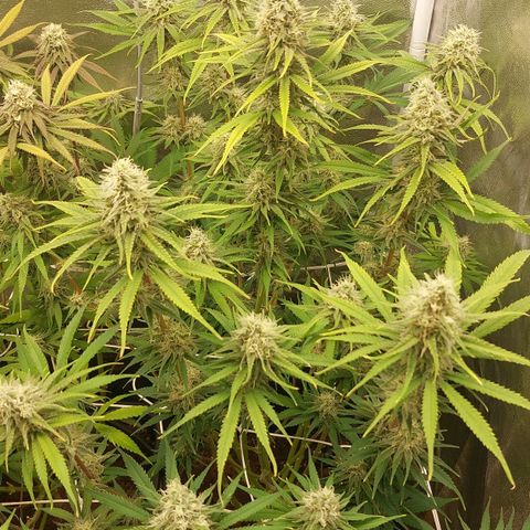 LCGelato - BlueberryOG growlog photo: Day 41