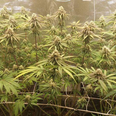 LCGelato - BlueberryOG growlog photo: Day 41