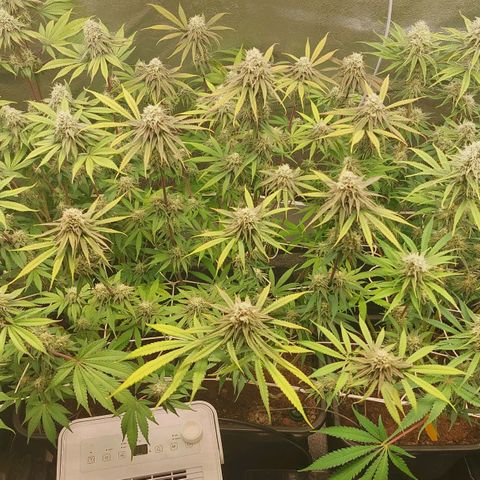 LCGelato - BlueberryOG growlog photo: Day 41
