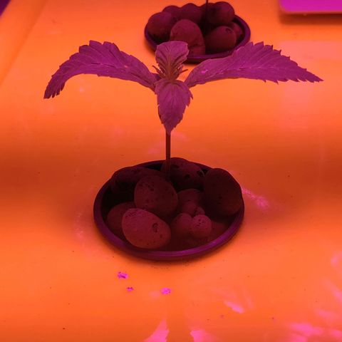 Blue Dream growlog timeline photo