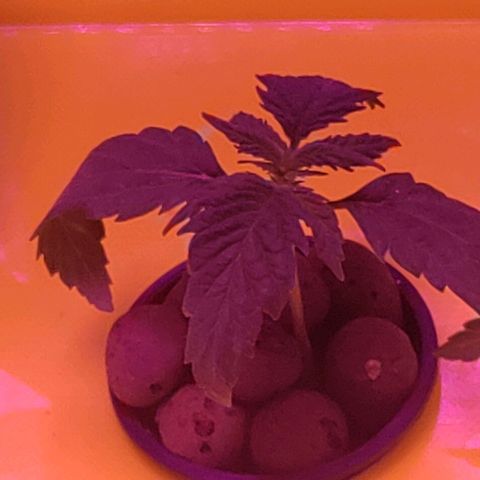 Blue Dream growlog timeline photo