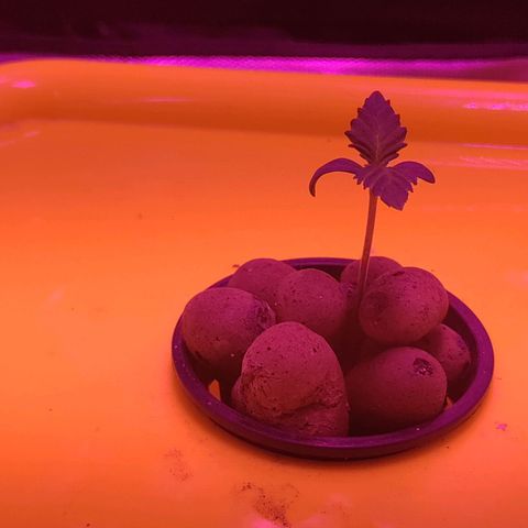 Blue Dream growlog timeline photo