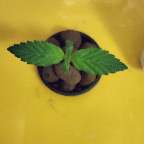 Blue Dream growlog timeline photo