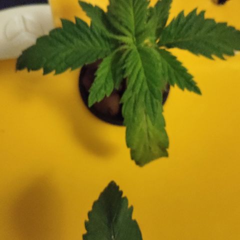 Blue Dream growlog timeline photo