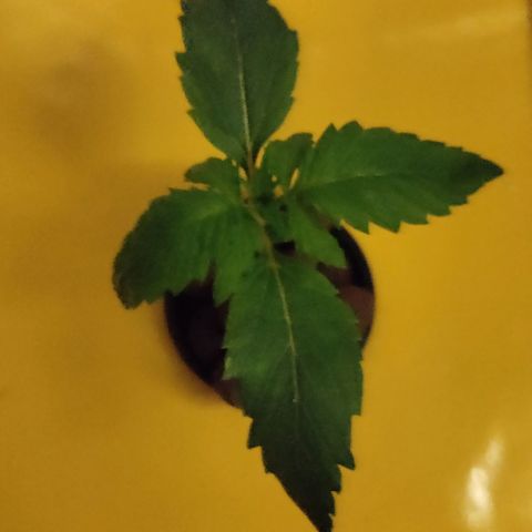 Blue Dream growlog timeline photo