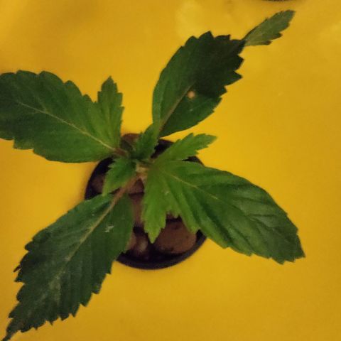 Blue Dream growlog timeline photo