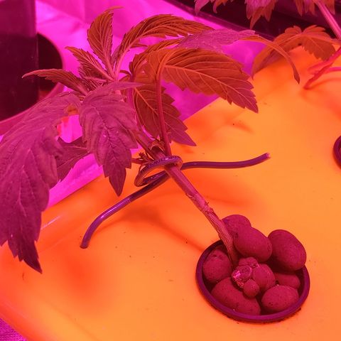 Blue Dream growlog photo: Training day 1