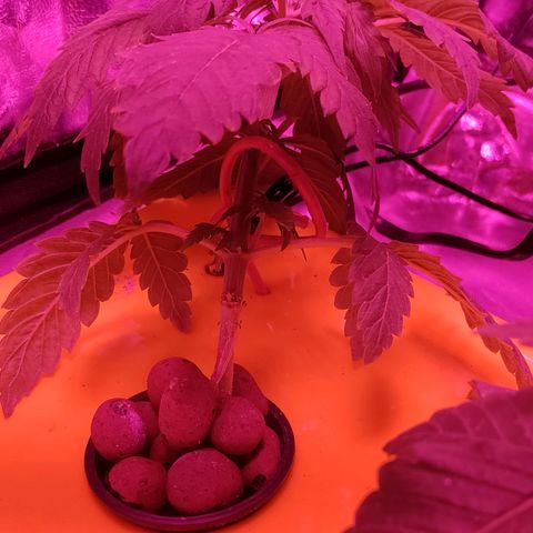 Blue Dream growlog photo: Training day 1