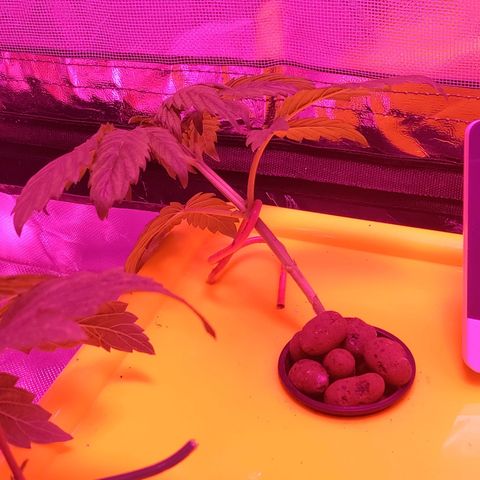 Blue Dream growlog photo: Training day 1