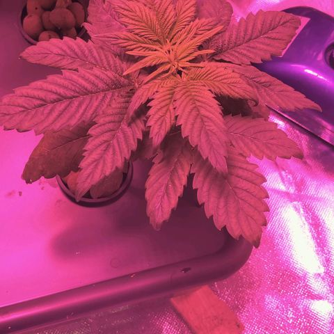 Blue Dream growlog photo: Morning after fresh water and nutrients
