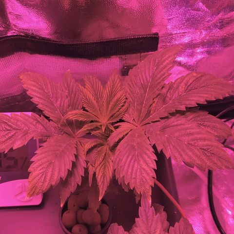 Blue Dream growlog photo: Morning after fresh water and nutrients