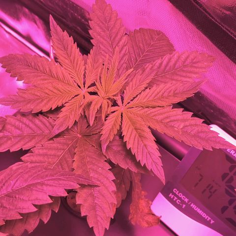 Blue Dream growlog photo: Morning after fresh water and nutrients