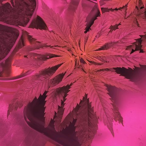 Blue Dream growlog photo: Morning after fresh water and nutrients
