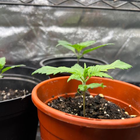Gorilla  cookies auto - crop king growlog timeline photo