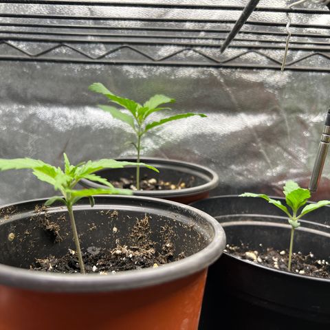 Gorilla  cookies auto - crop king growlog timeline photo