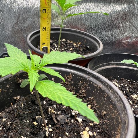 Gorilla  cookies auto - crop king growlog timeline photo