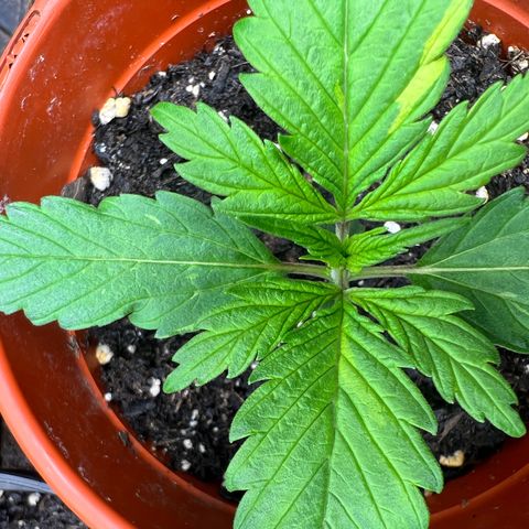 Gorilla  cookies auto - crop king growlog timeline photo