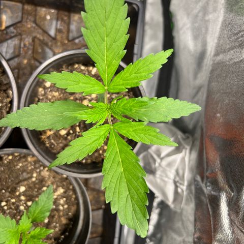 Gorilla  cookies auto - crop king growlog timeline photo