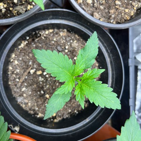 Gorilla  cookies auto - crop king growlog timeline photo