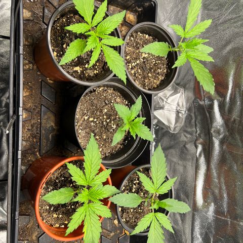 Gorilla  cookies auto - crop king growlog timeline photo