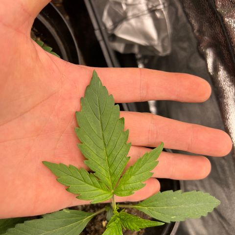 Gorilla  cookies auto - crop king growlog timeline photo