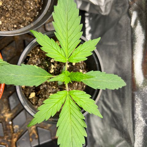Gorilla  cookies auto - crop king growlog timeline photo
