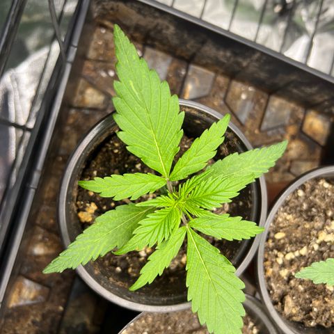 Gorilla  cookies auto - crop king growlog timeline photo