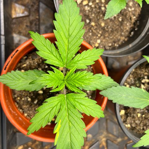 Gorilla  cookies auto - crop king growlog timeline photo
