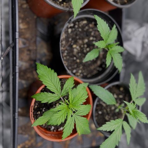 Gorilla  cookies auto - crop king growlog photo: Dropped the exposure so the coloring is more accurate 