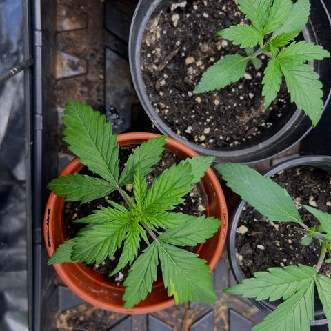 Gorilla  cookies auto - crop king growlog photo: Dropped the exposure so the coloring is more accurate 