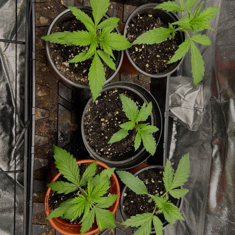 Gorilla  cookies auto - crop king growlog photo: Dropped the exposure so the coloring is more accurate 