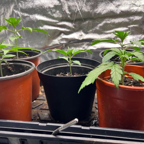 Gorilla  cookies auto - crop king growlog photo: Dropped the exposure so the coloring is more accurate 