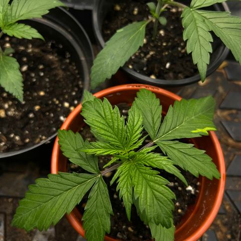 Gorilla  cookies auto - crop king growlog photo: Dropped the exposure so the coloring is more accurate 