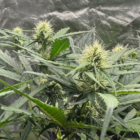 Gorilla  cookies auto - crop king growlog timeline photo