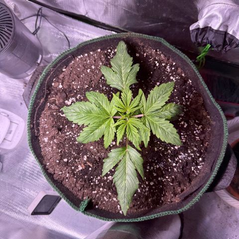Gorilla Cookies Auto (FastBuds) growlog timeline photo