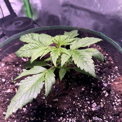 Gorilla Cookies Auto (FastBuds) growlog timeline photo