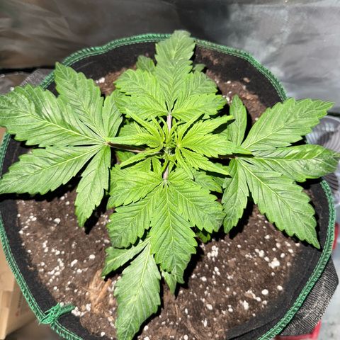 Gorilla Cookies Auto (FastBuds) growlog timeline photo