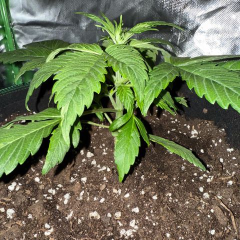Gorilla Cookies Auto (FastBuds) growlog timeline photo