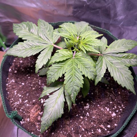 Gorilla Cookies Auto (FastBuds) growlog timeline photo