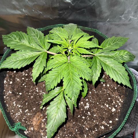 Gorilla Cookies Auto (FastBuds) growlog timeline photo
