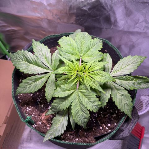 Gorilla Cookies Auto (FastBuds) growlog timeline photo