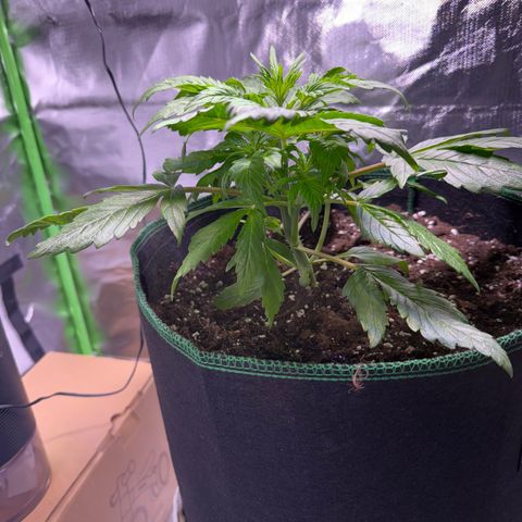 Gorilla Cookies Auto (FastBuds) growlog timeline photo