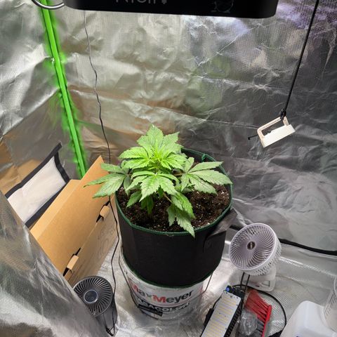 Gorilla Cookies Auto (FastBuds) growlog timeline photo