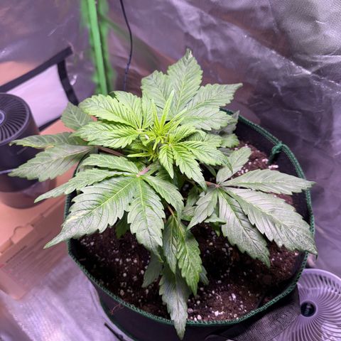 Gorilla Cookies Auto (FastBuds) growlog timeline photo